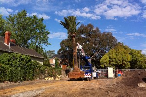 Crane lifting palm tree